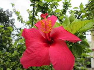 Pink Heavycus Closeup