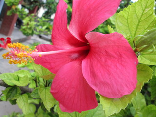 Pink Heavycus Side Closeup