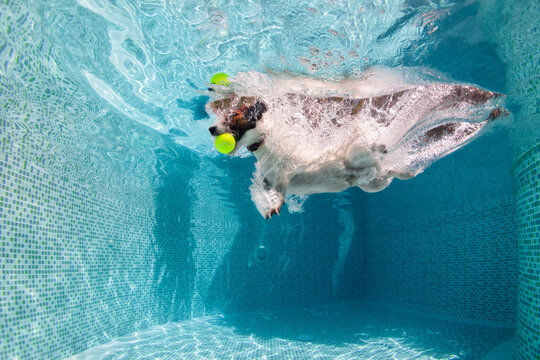 Funny photo of jack russell terrier puppy playing with fun in swimming pool - jump, dive deep down to fetch ball. Activities, training classes with family pets. Popular dog breeds on summer vacation.