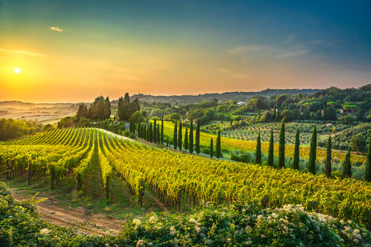 Casale Marittimo village, vineyards and landscape in Maremma. Tuscany, Italy.