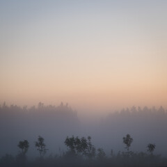 Orange sun rising behind the trees, a meadow covered with dense fog. The golden hour, misty morning. Beautiful misty sunrise landscape. Foggy morning with trees through the dense fog.