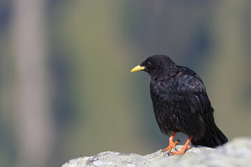 chocard à bec jaune