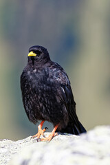 chocard à bec jaune