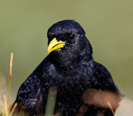 chocard à bec jaune