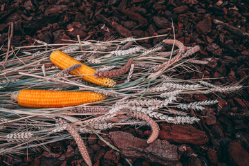 Corn on grain outside. Autumn decoration