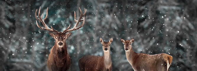 Wild red deer in a fairytale winter forest. Banner format. Winter wonderland.