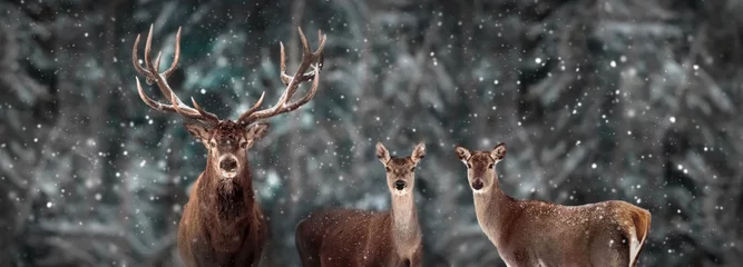 Fotobehang Wild edelhert in een sprookjesachtig winterbos. Bannerformaat. Winter Wonderland. © delbars