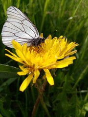 butterfly on flower
