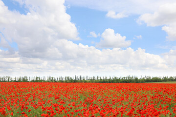 Beautiful red poppy flowers growing in field