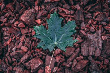 Solo Maple Leaf on bark. Autumn decoration. Bark background
