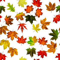Naklejka na ściany i meble Leaf pattern seamless. Colorful maple foliage. Season leaves fall background. Autumn yellow red, orange leaf isolated on white.