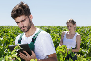 male and female workers in vineyards
