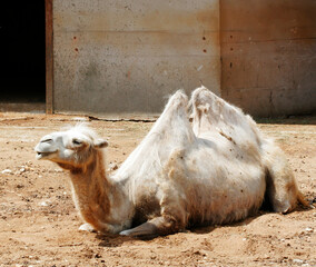 camel
