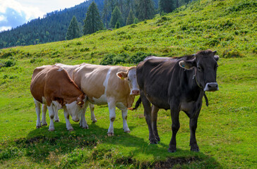 Fototapeta na wymiar Three young cows (Fleckvieh and gray cattle) on the Steineckenalp in Carinthia, Austria
