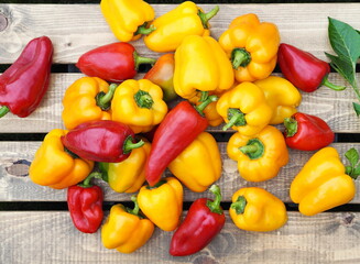 Vegetable growing and agriculture. Red and yellow sweet peppers lie on a natural wooden trellis.Fresh seasonal vegetables.