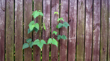 green wild grapes on a wooden wall