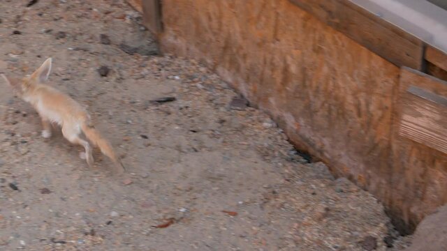 The fennec fox Vulpes zerda is a small nocturnal fox with unusually large ears, which also serve to dissipate heat. Smallest canid species, bred commercially as an exotic house pet.