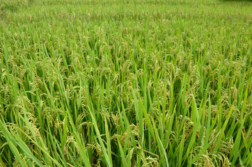 bunch the green ripe paddy plant grains in the field meadow.