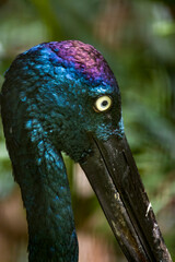 The black-necked stork (Ephippiorhynchus asiaticus) is a tall long-necked wading bird in the stork family. 
 Adult birds of both sexes have a heavy bill and are patterned in white and glossy blacks.