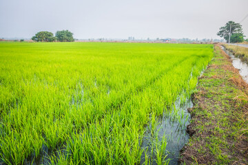 Fototapeta na wymiar Beautiful view of agriculture green rice field landscape against blue sky with clouds background, Thailand. Paddy farm plant peaceful. Environment harvest cereal.