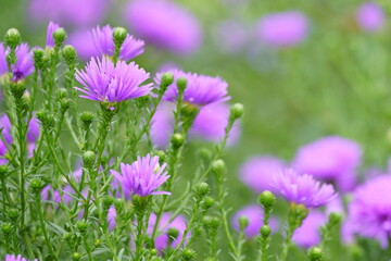 宿根アスター（クジャクアスター）