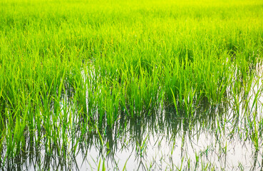 Fototapeta premium Close up beautiful view of agriculture green rice field landscape background, Thailand. Paddy farm plant peaceful. Environment harvest cereal. 