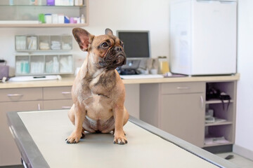 Dog at vet, young female French Bulldog  sitting on examination table at veterinary practice clinic - obrazy, fototapety, plakaty