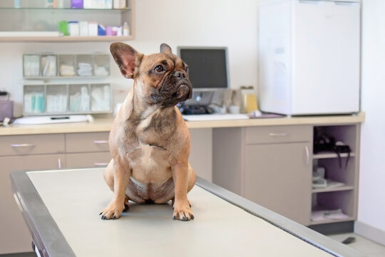 Dog at vet, young female French Bulldog  sitting on examination table at veterinary practice clinic