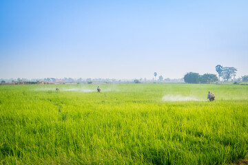Thai rice farmer spraying pesticides or herbicides in paddy farm plant peaceful, Thailand....