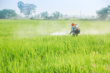 Thai rice farmer spraying pesticides or herbicides in paddy farm plant peaceful, Thailand. Agriculture green rice field landscape against blue sky with clouds background. Environment harvest cereal.