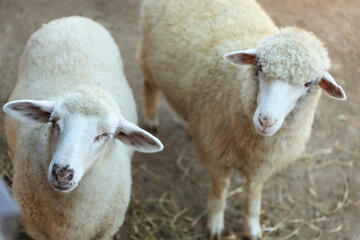 Cute funny sheep on farm. Animal husbandry