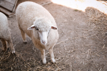 Cute funny sheep on farm. Animal husbandry