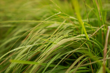 Fototapeta na wymiar Fresh dew on a green grass in a field.