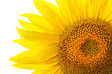 Beautiful bright sunflower on white background, closeup