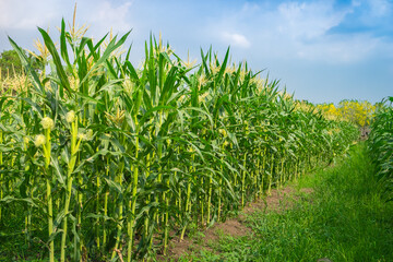 Early morning photo of green corn field at Thailand.