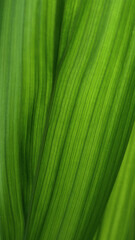 green leaf background texture