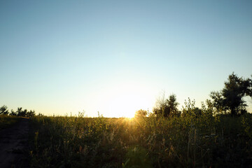 Fototapeta na wymiar Beautiful field at sunrise. Early morning landscape