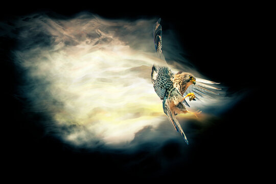 Abstract nature. Flying bird. Dispersion effect. 