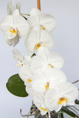 Fototapeta na wymiar White Orchid flowers on a light background. White flower.