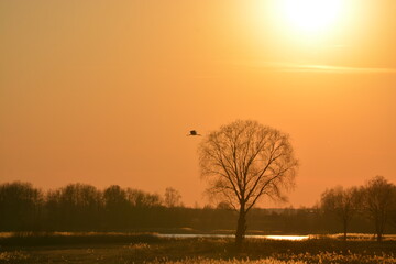 sunset in the forest