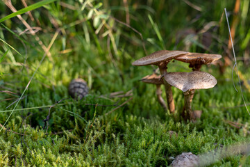 mushrooms in the grass
