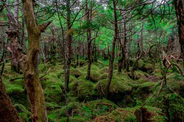 コケの森