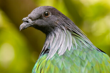 The Nicobar pigeon is a pigeon found on small islands and in coastal regions from the Andaman and Nicobar Islands, India, east through the Malay Archipelago, to the Solomons and Palau. 