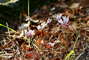 Wild cyclamen in the meadow