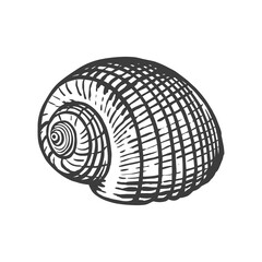 Garden snail shell. Sketch style vector illustration isolated on white background. Black engraving vintage art