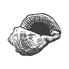 Spiral conch sea shell. Sketch style vector illustration isolated on white background. Black engraving vintage art