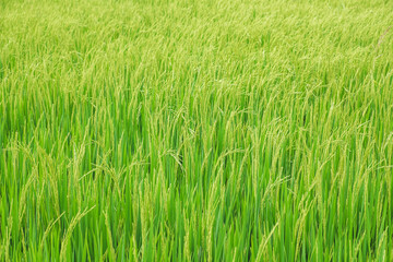 Close up beautiful view of agriculture green rice field landscape background, Thailand. Paddy farm plant peaceful. Environment harvest cereal. 