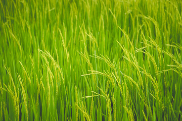 Beautiful view of agriculture green rice field landscape background, Thailand. Paddy farm plant peaceful. Environment harvest cereal.