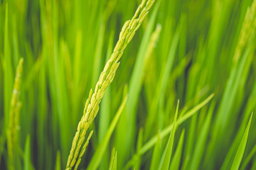 Close up beautiful view of agriculture green rice field landscape background, Thailand. Paddy farm plant peaceful. Environment harvest cereal. 