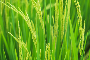 Naklejka na ściany i meble Close up beautiful view of agriculture green rice field landscape background, Thailand. Paddy farm plant peaceful. Environment harvest cereal. 